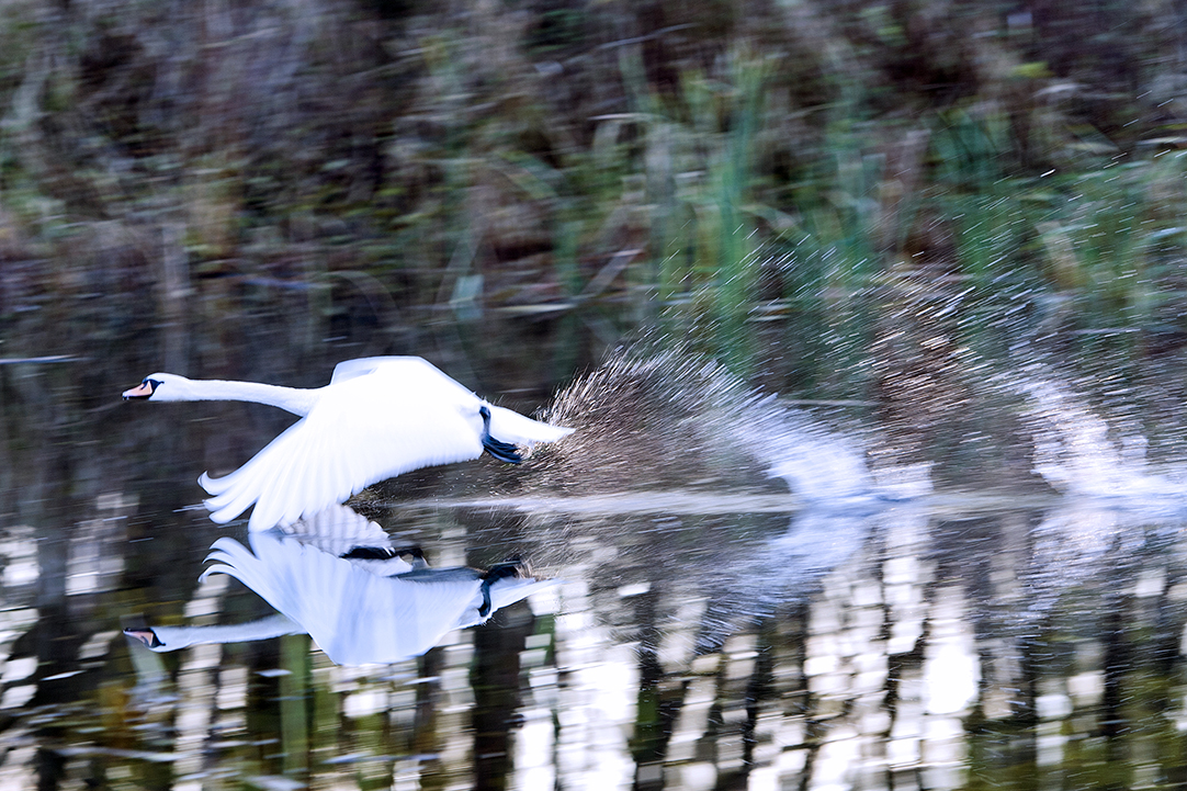 Yke Ruessink fotograaf Vorden  YK26637